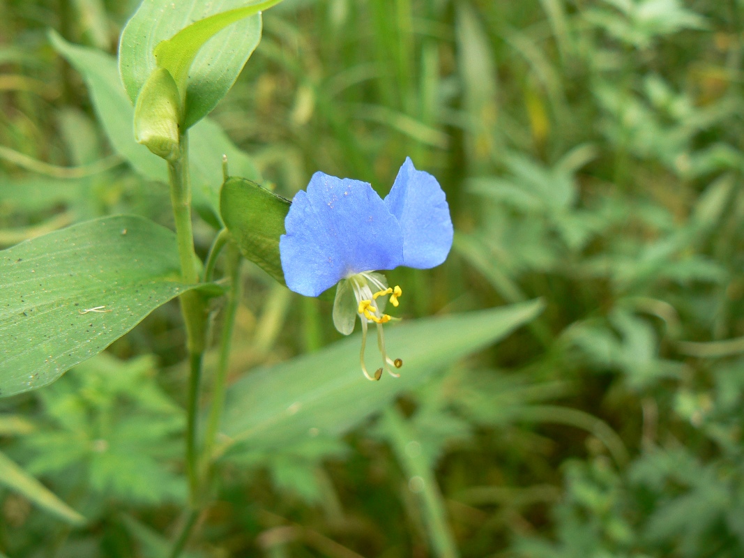 Изображение особи Commelina communis.