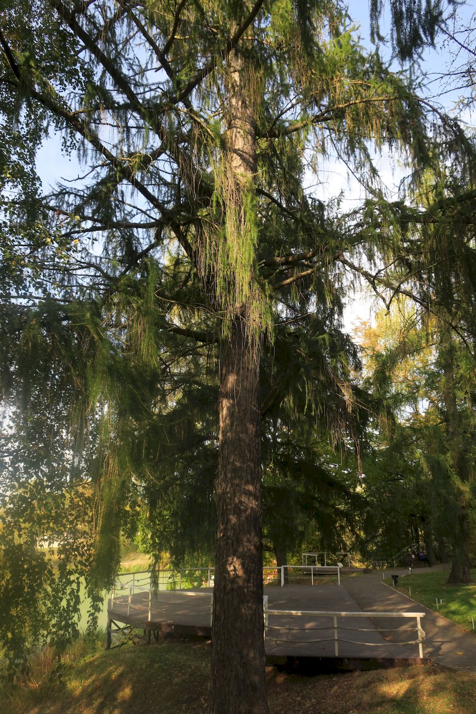 Image of Larix sibirica specimen.