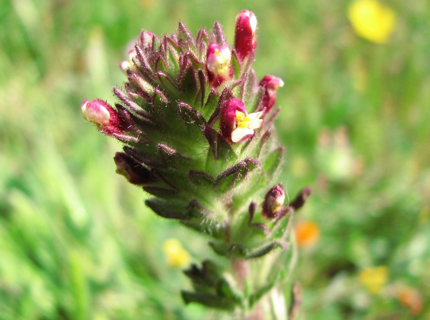 Image of Parentucellia latifolia specimen.