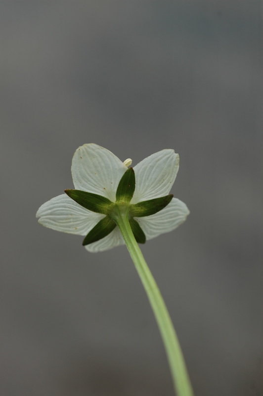 Image of Parnassia palustris specimen.