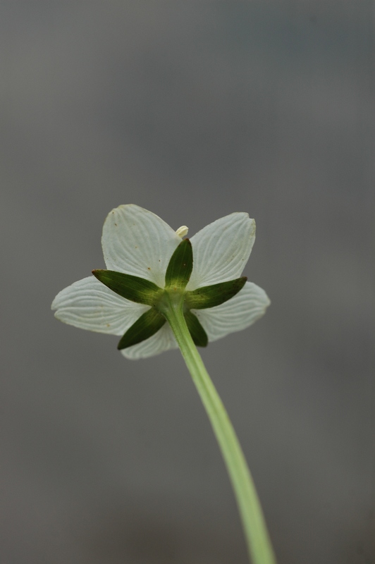 Изображение особи Parnassia palustris.