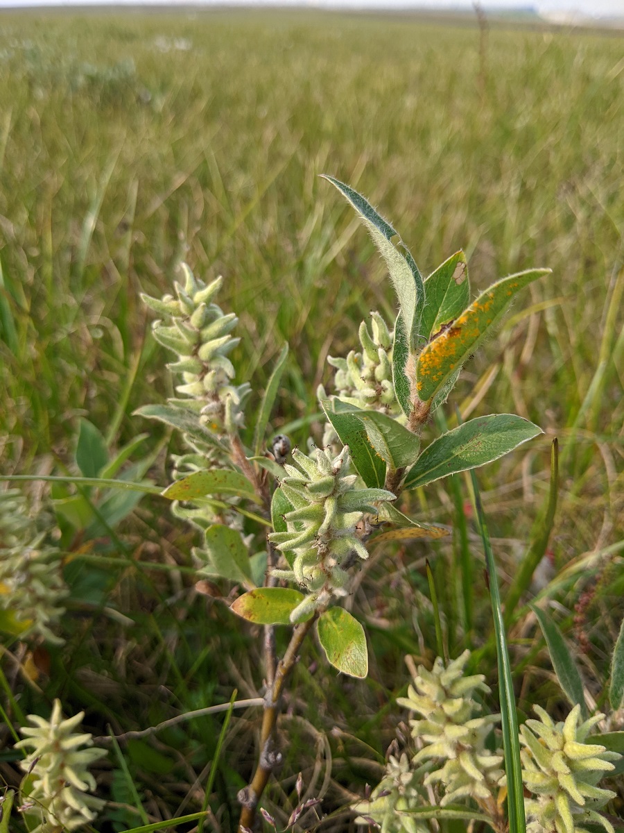 Image of Salix glauca specimen.