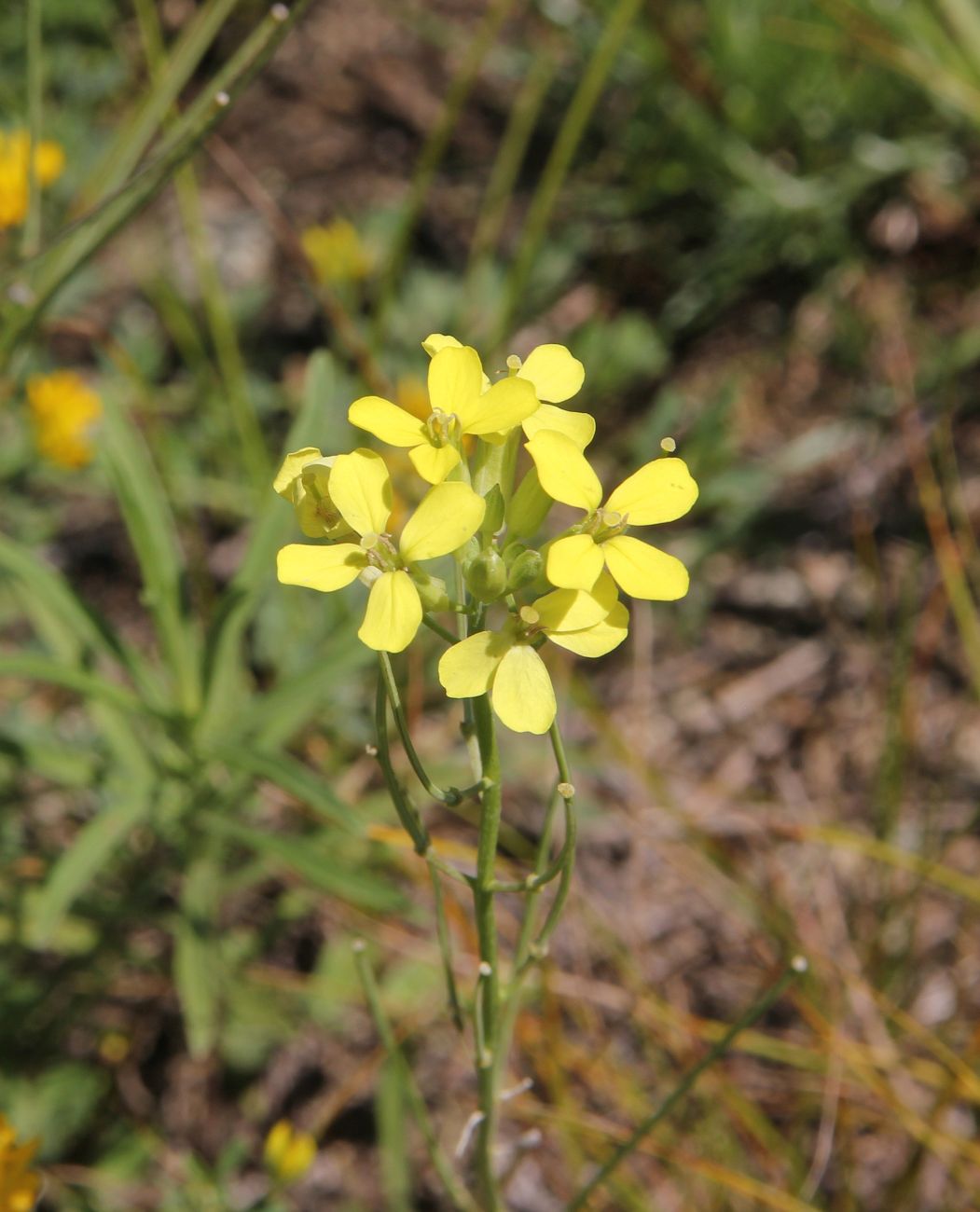 Изображение особи Erysimum hieraciifolium.