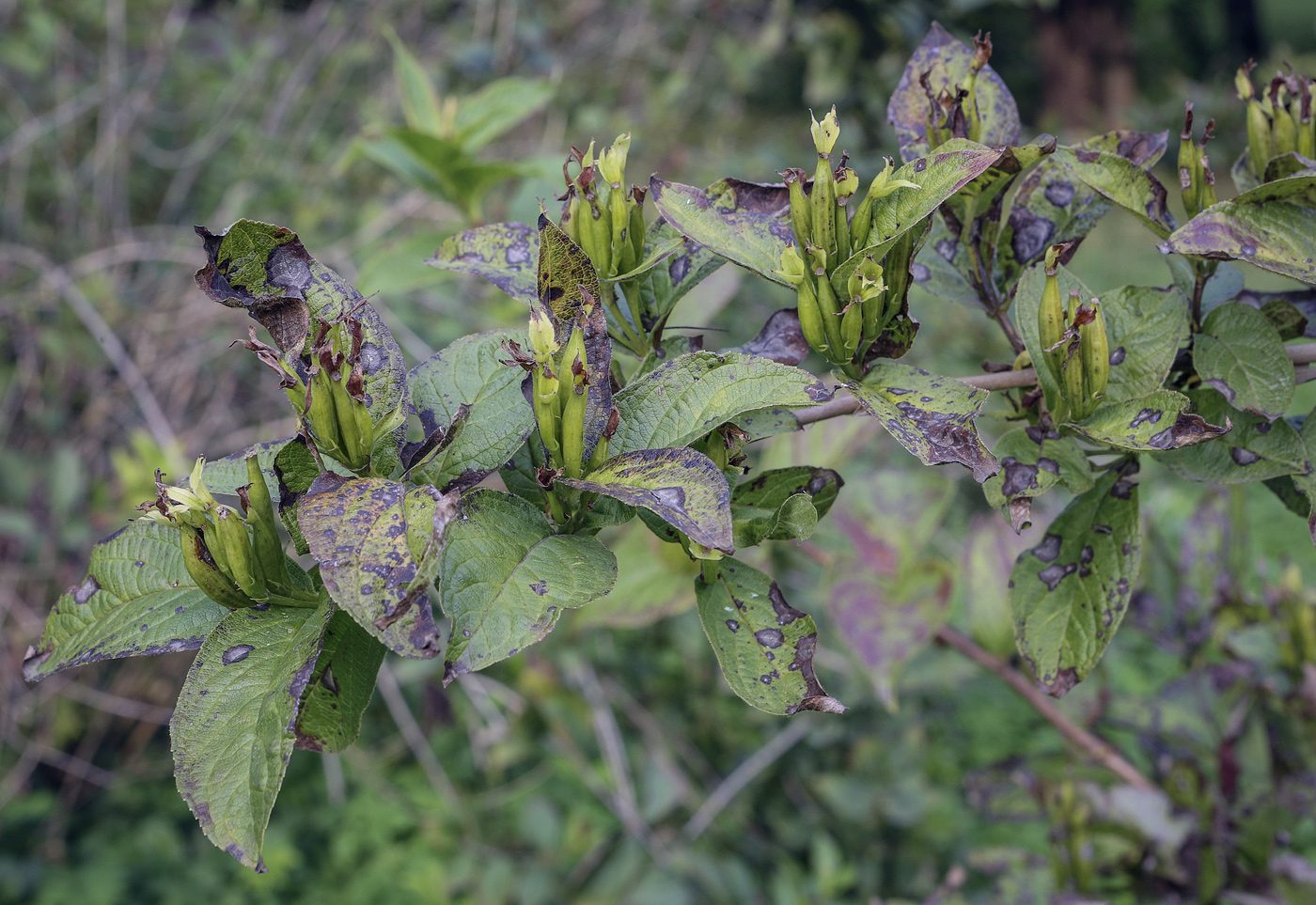 Изображение особи Weigela middendorffiana.