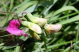 Lathyrus tuberosus. Бутоны. Крым, Белогорский р-н, окр. с. Белая Скала, степь у подножия г. Ак-Кая. 19.07.2021.