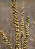 Reseda luteola