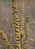 Reseda luteola. Части соплодий. Республика Крым, Алуштинский р-н, окр, с. Малореченское, горный склон, обочина грунтовой дороги. 04.09.2021.