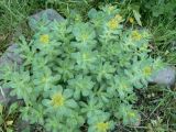 Rhodiola rosea. Отцветшее растение. Хабаровск, Ульяновская 60, в культуре. 28.05.2017.