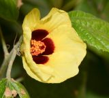 Hibiscus calyphyllus