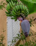 Musa acuminata. Соцветие и соплодие с незрелыми плодами. Израиль, г. Бат-Ям, в культуре. 06.12.2021.
