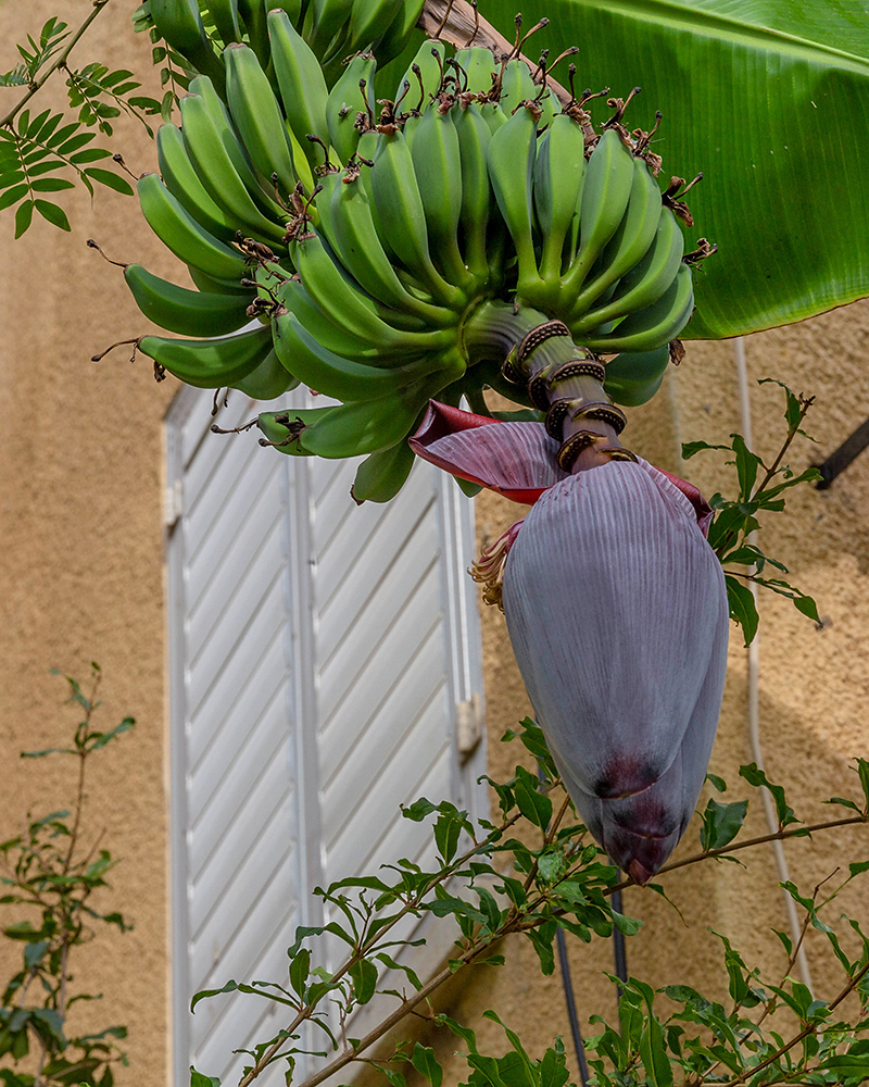 Image of Musa acuminata specimen.