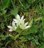 Ornithogalum sintenisii. Цветущее растение на лугу. Азербайджан, Лерикский р-н, с. Билабанд. 12.04.2010.