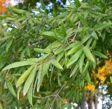 Quercus phellos. Верхушка веточки. Краснодарский край, г. Краснодар, парк \"Краснодар\". 15.10.2021.
