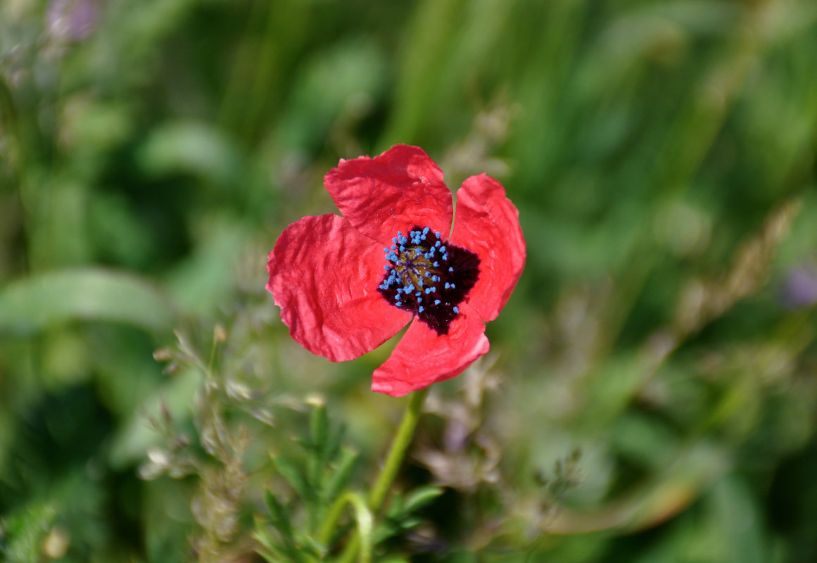 Image of Papaver hybridum specimen.