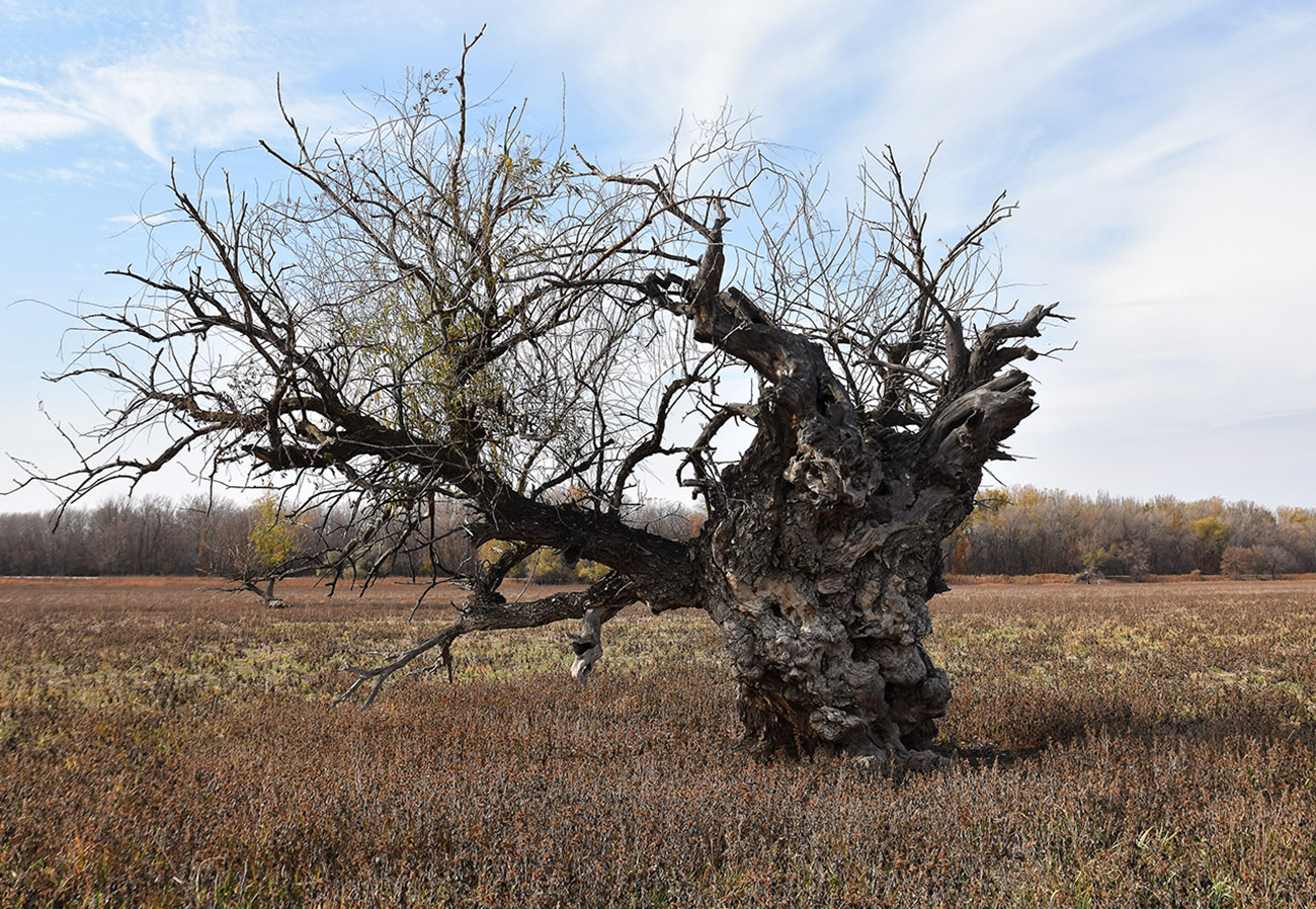 Image of Salix alba specimen.