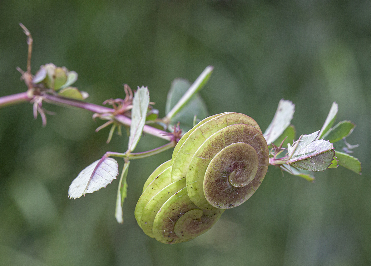 Image of Medicago orbicularis specimen.