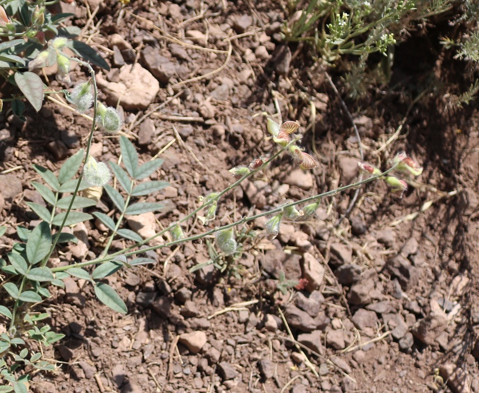 Image of Onobrychis atropatana specimen.