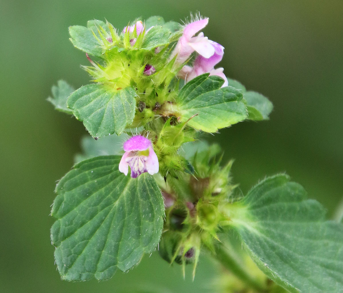 Image of Galeopsis bifida specimen.