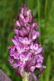 Dactylorhiza incarnata. Соцветие. Волгоградская обл., Серафимовичский р-н, Трясиновское с/п, окр. хут. Себряков, природный парк \"Усть-Медведицкий\", пойма р. Медведица, по краю заболоченного понижения. 26 мая 2021 г.