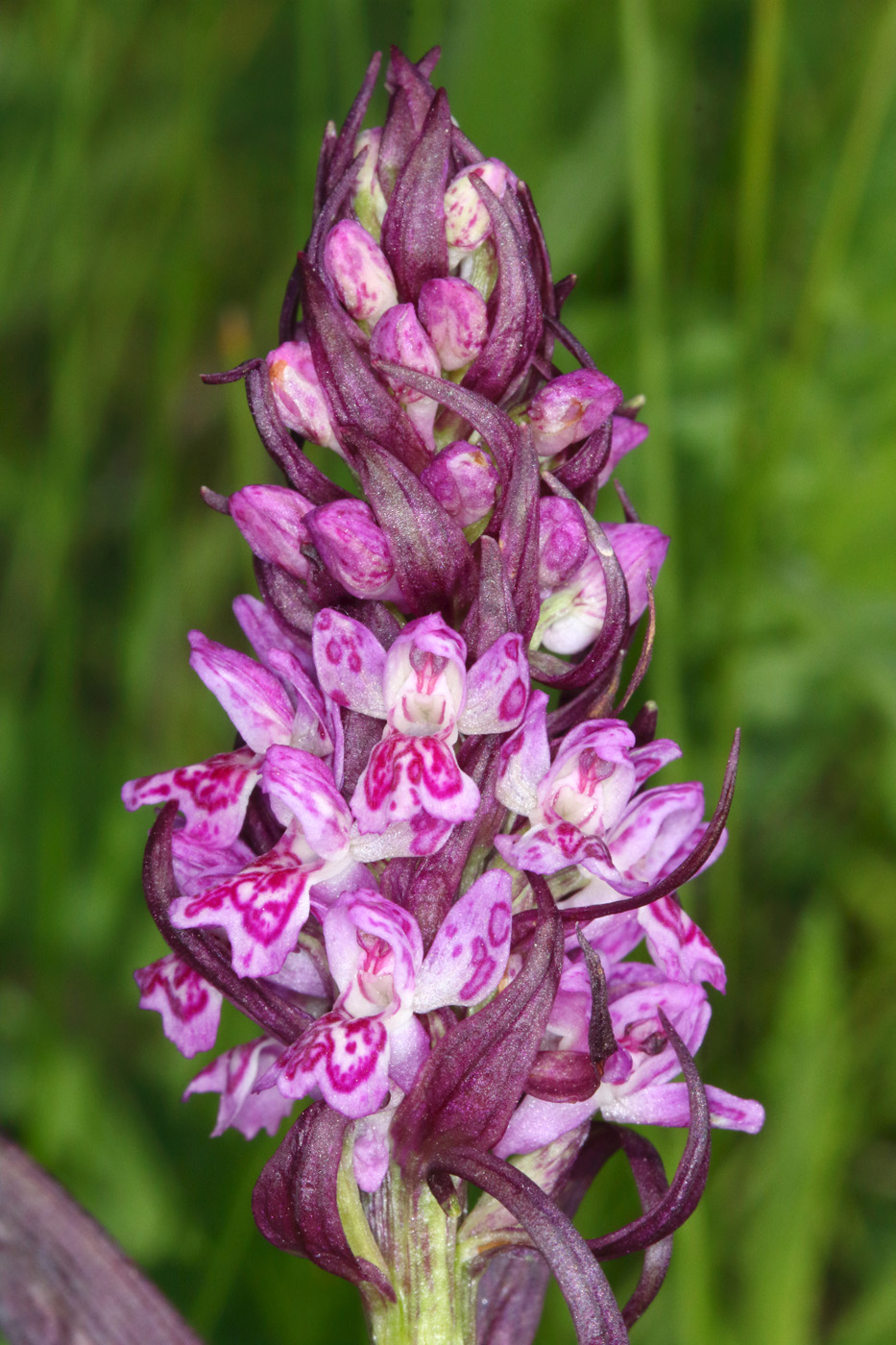 Изображение особи Dactylorhiza incarnata.