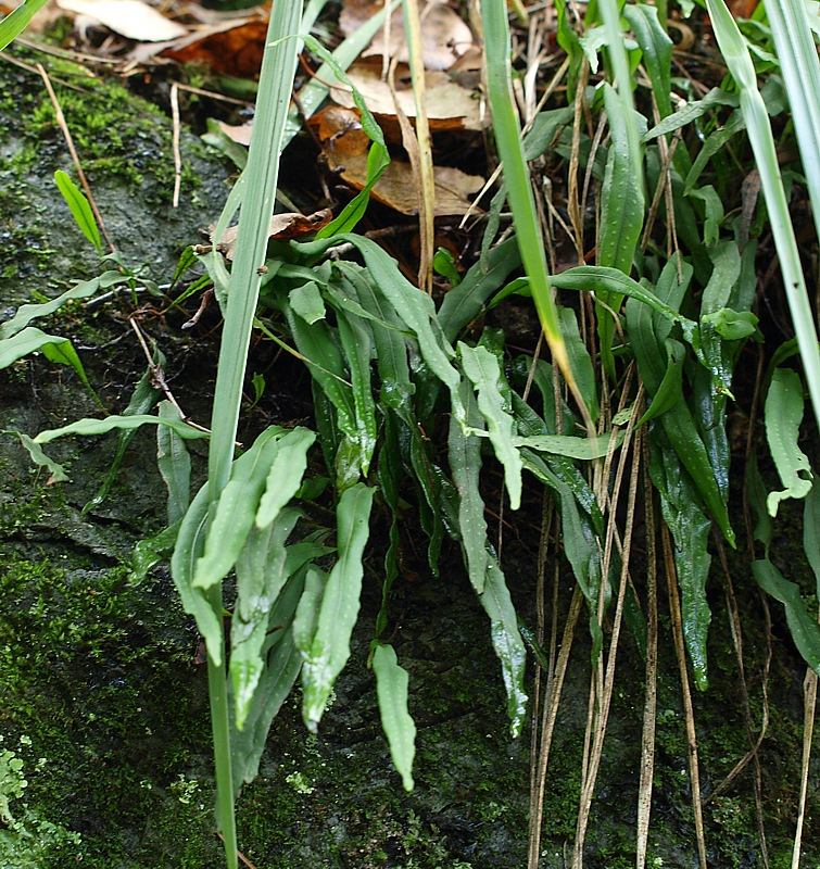 Image of Lepisorus ussuriensis specimen.