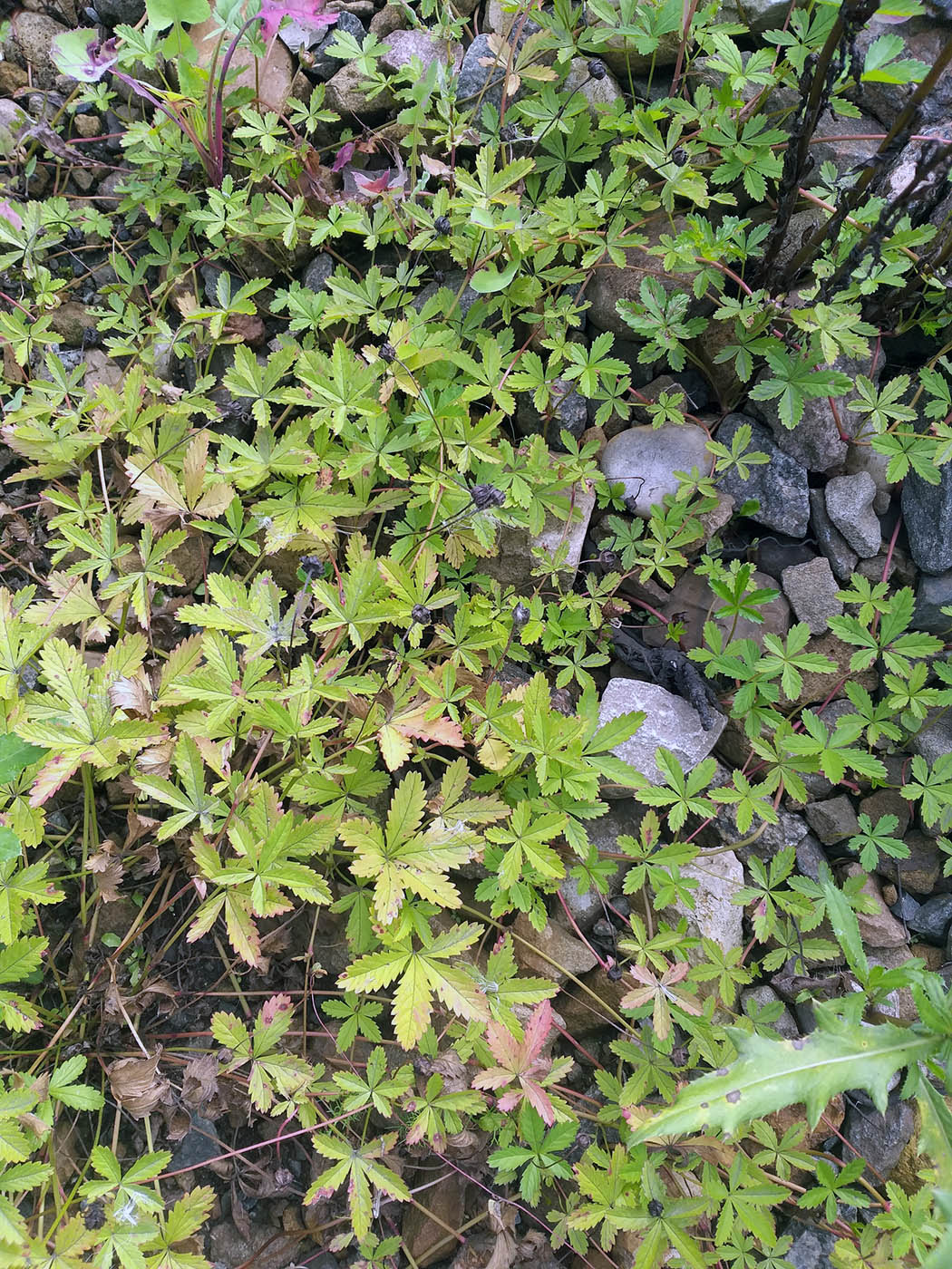 Image of Potentilla reptans specimen.