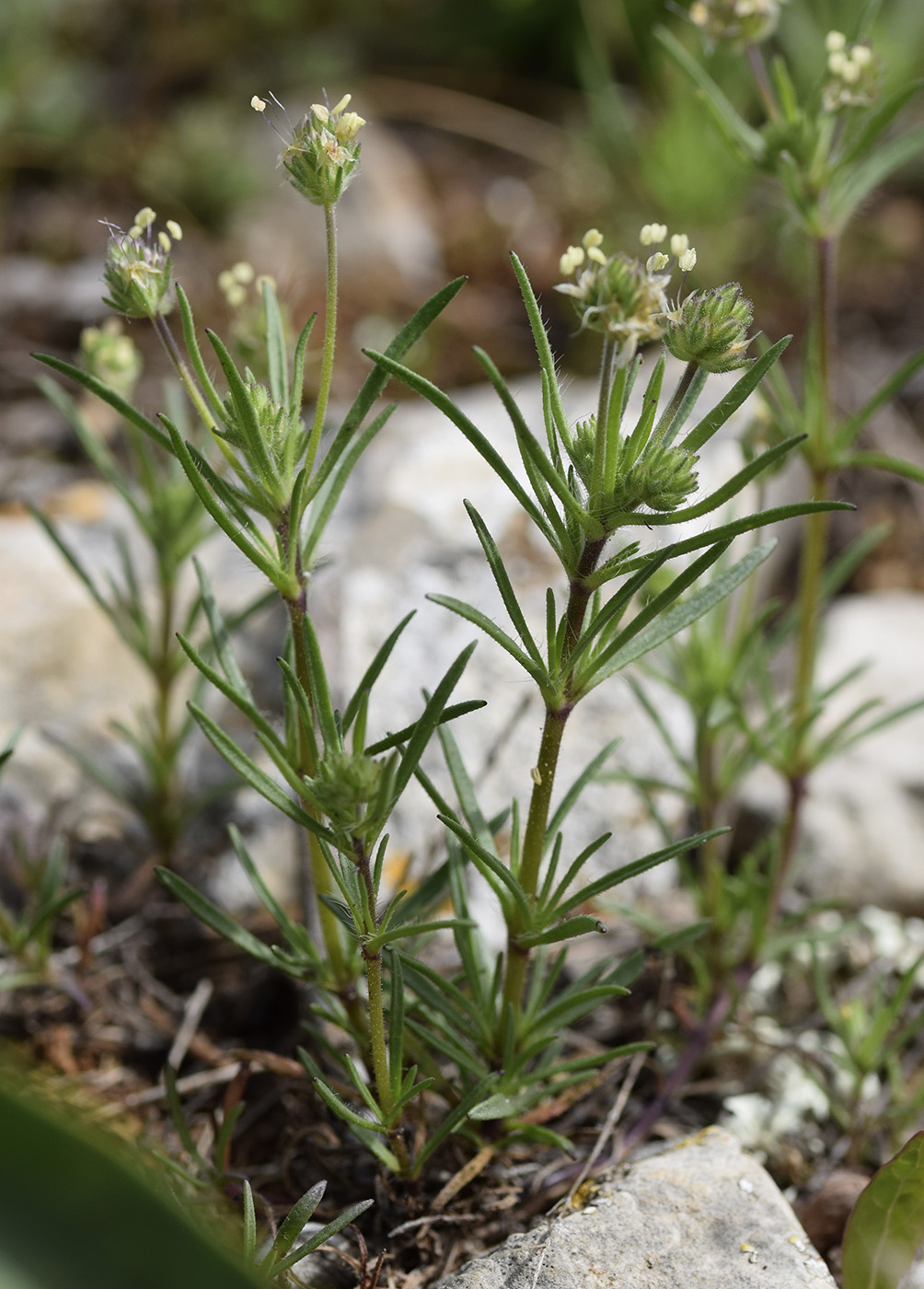 Изображение особи Plantago afra.