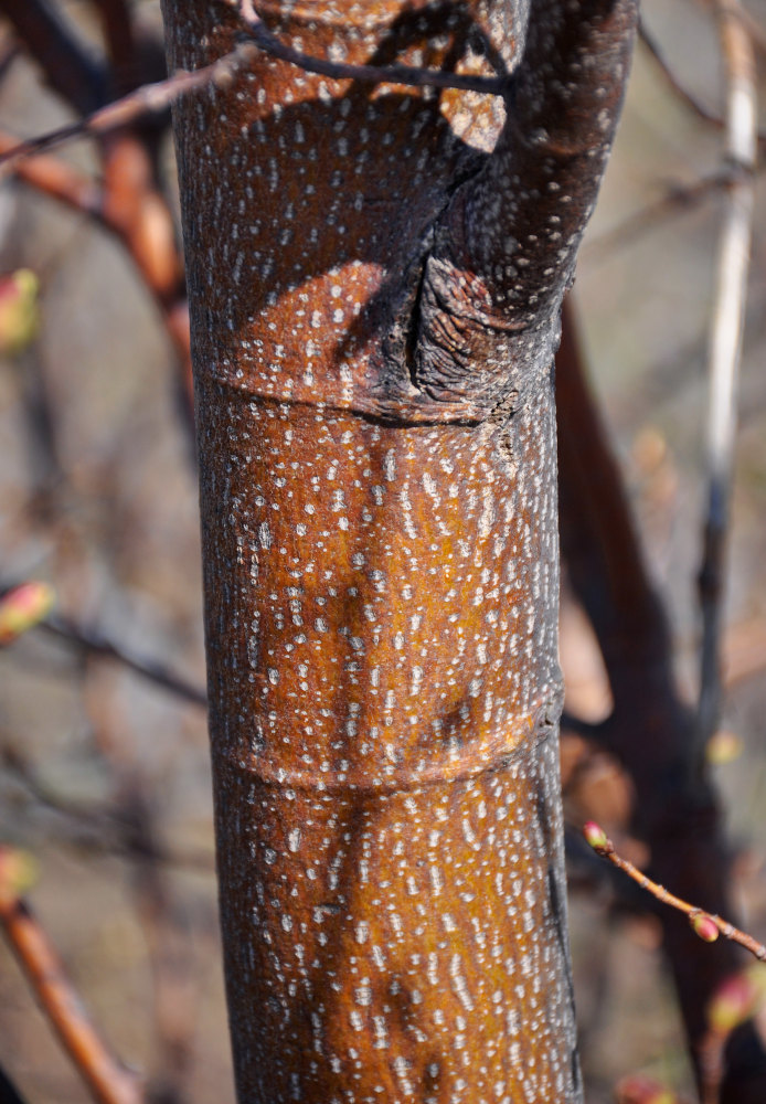 Image of Tilia cordata specimen.