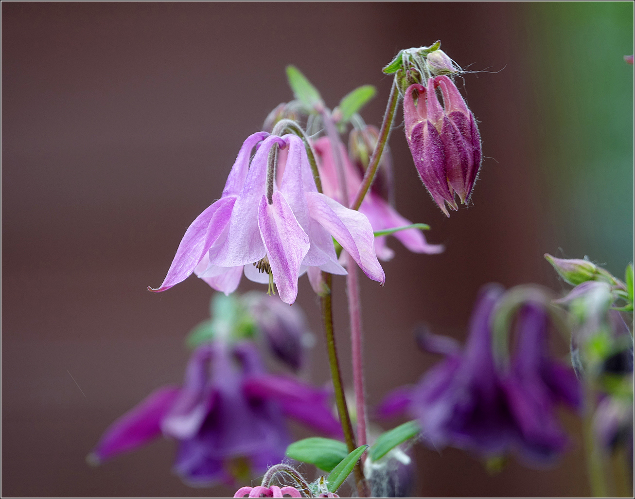 Image of Aquilegia vulgaris specimen.