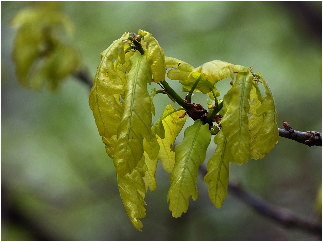 Image of Quercus robur specimen.