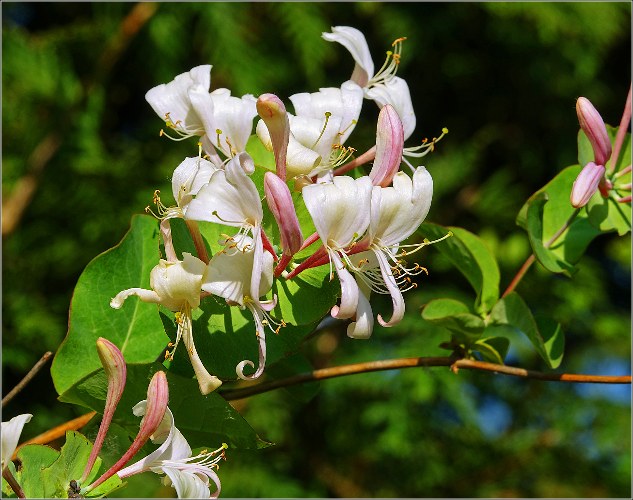 Image of Lonicera caprifolium specimen.