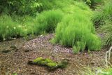 Equisetum arvense