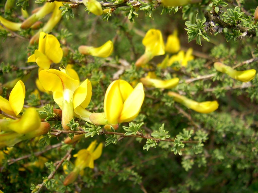 Image of Caragana scythica specimen.