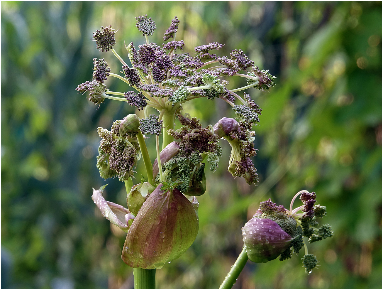 Image of Angelica sylvestris specimen.