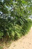 Ailanthus altissima. Плодоносящие растения в озеленении автостоянки. Болгария, Бургасская обл., г. Несебр, Южный пляж. 14.09.2021.