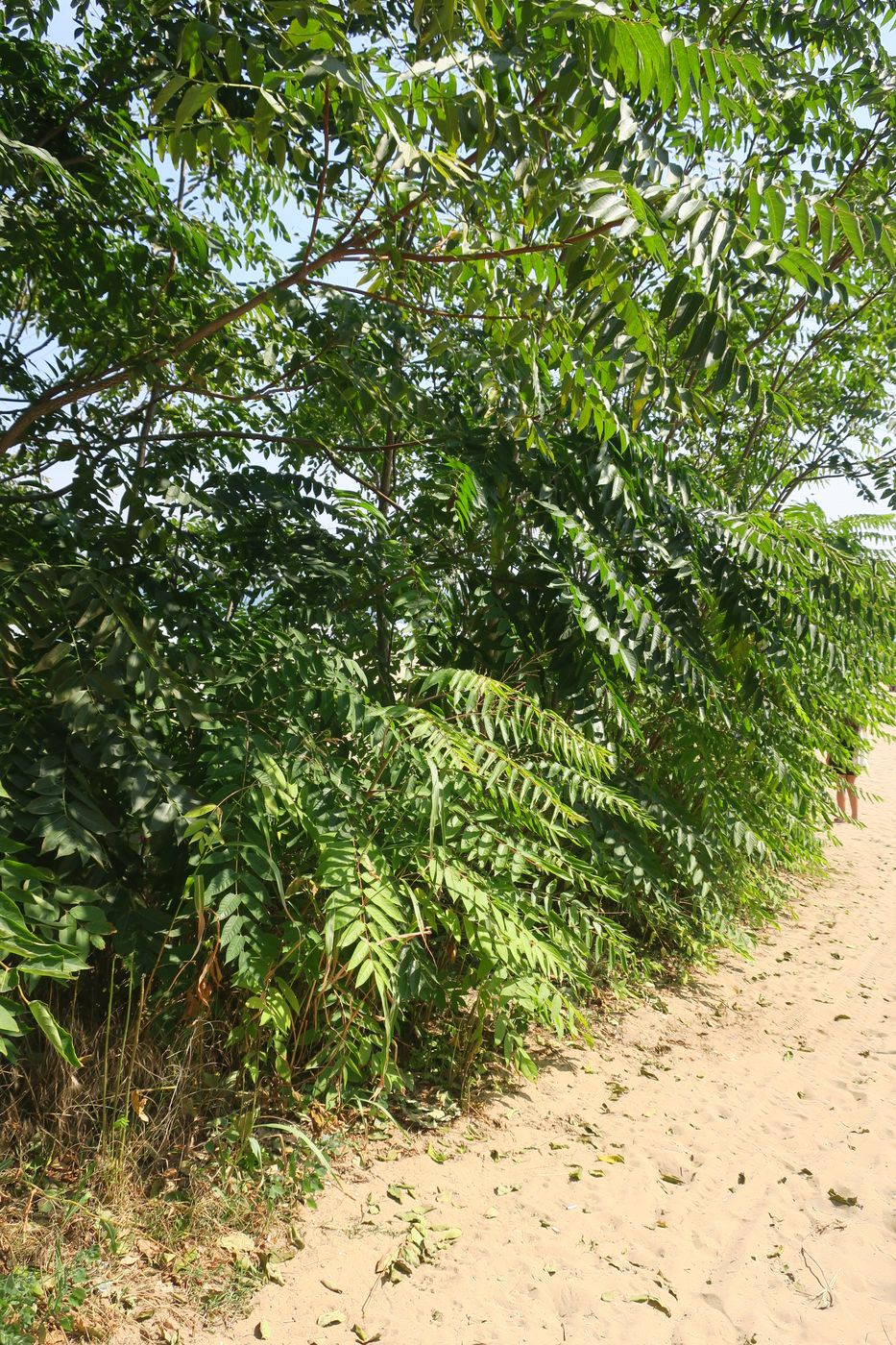 Image of Ailanthus altissima specimen.