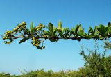 Pyracantha coccinea