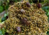 Daucus sativus