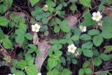 Fragaria nubicola