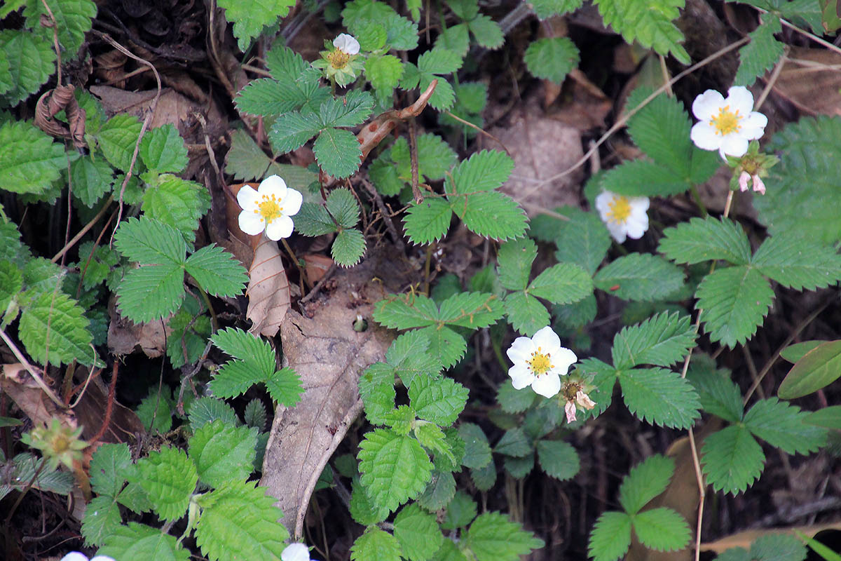 Image of Fragaria nubicola specimen.