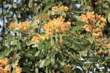 familia Fabaceae. Ветви с соцветиями. Непал, провинция Лумбини-Прадеш, р-н Рупандехи, г. Лумбини. 22.11.2017.