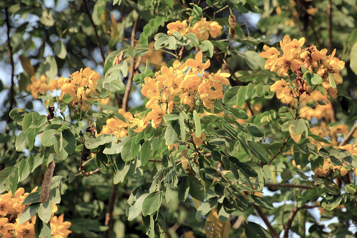 Image of familia Fabaceae specimen.