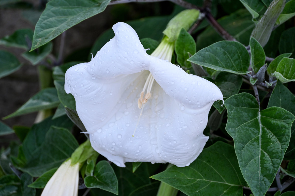 Изображение особи Datura innoxia.