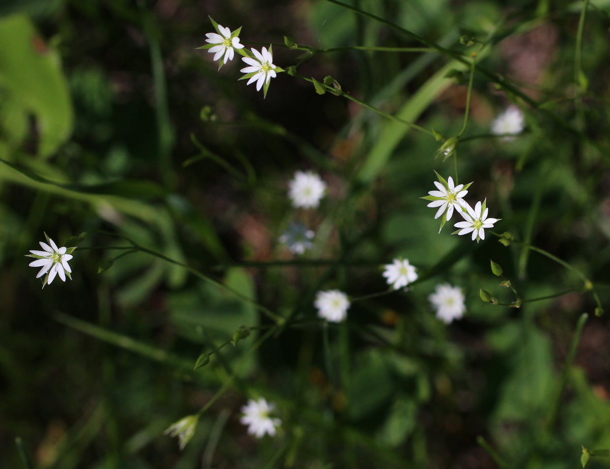 Image of Stellaria filicaulis specimen.