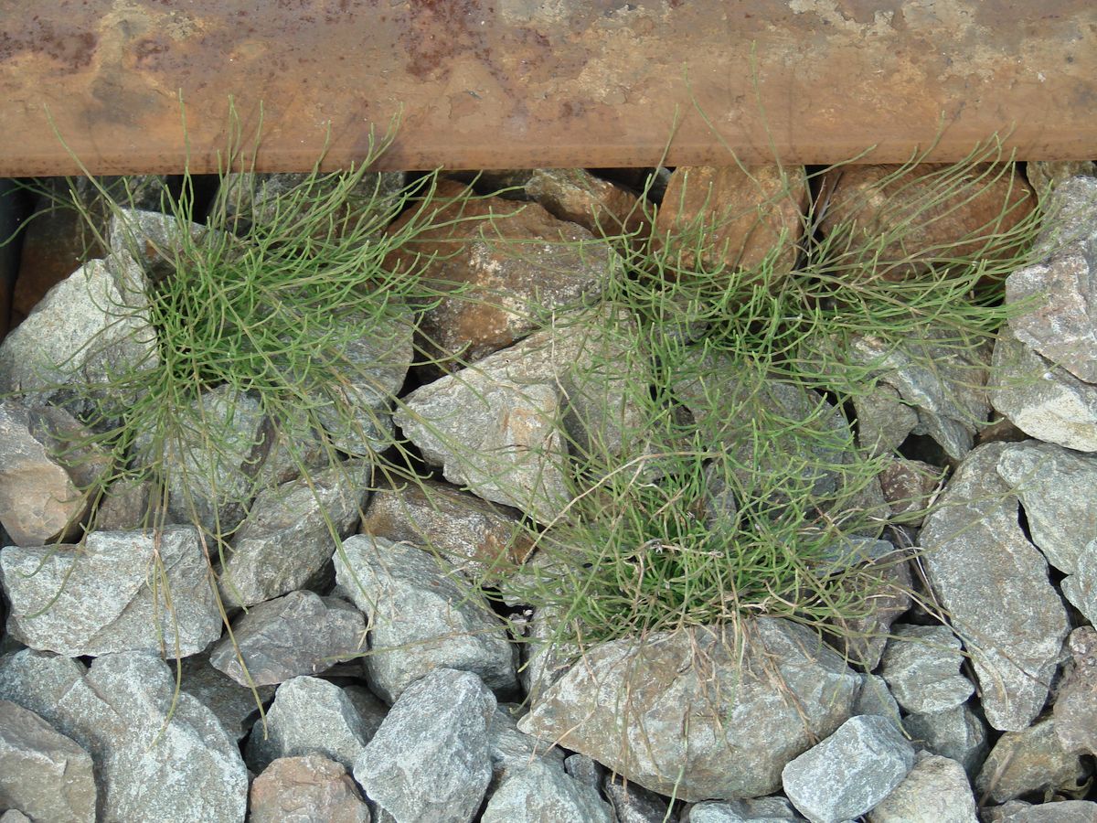 Image of Equisetum arvense specimen.