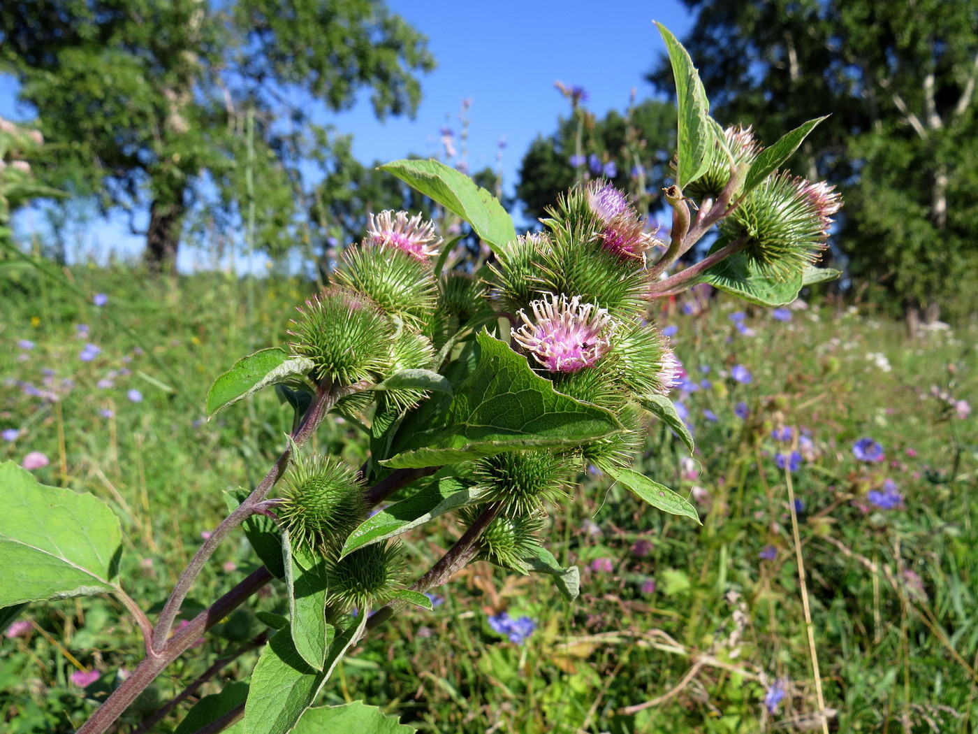 Изображение особи Arctium minus.