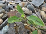 Euphorbia davidii. Верхушка побега с плодом. Краснодарский край, Сочи, Лазаревский р-н, окр. ст. Чемитоквадже, у ж. д. 12.12.2022.