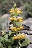 Phlomoides tianschanica. Цветущее растение. Южный Казахстан, Таласский Алатау, ущелье Коксай; высота 2700 м н.у.м. 20.07.2010.