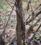 Lonicera iberica
