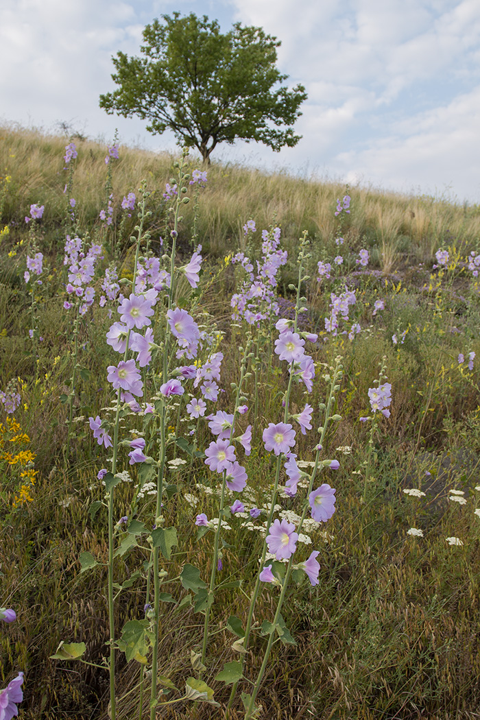 Изображение особи Alcea pallida.